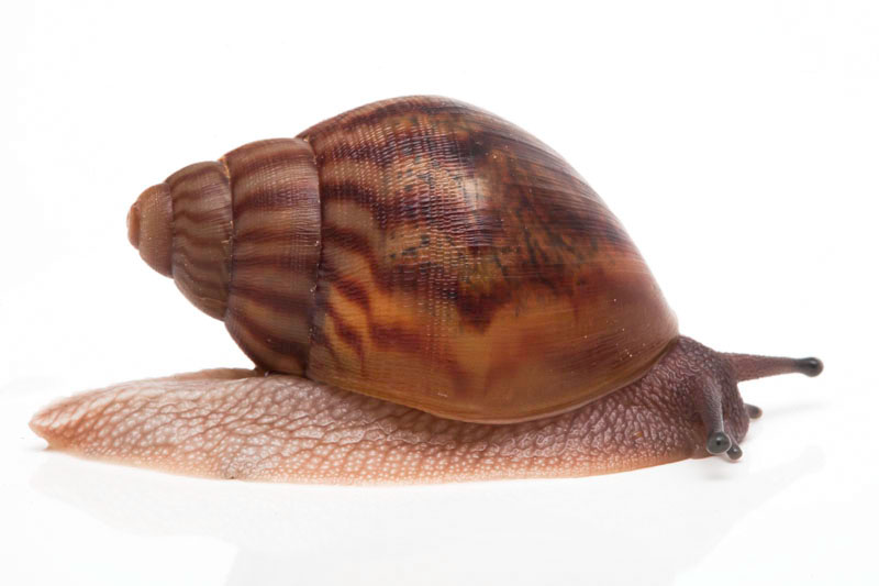 Zanzibar Snails - Introdewcing ... The Zanzibar Snails Zanzibar Snails - Introdewcing ... The Zanzibar Snails