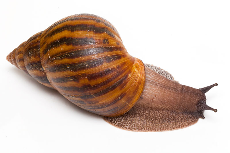 Achatina achatina achatina (GB) Улитка