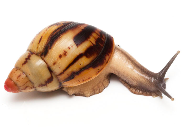Zanzibar Snails - Introdewcing ... The Zanzibar Snails Zanzibar Snails - Introdewcing ... The Zanzibar Snails