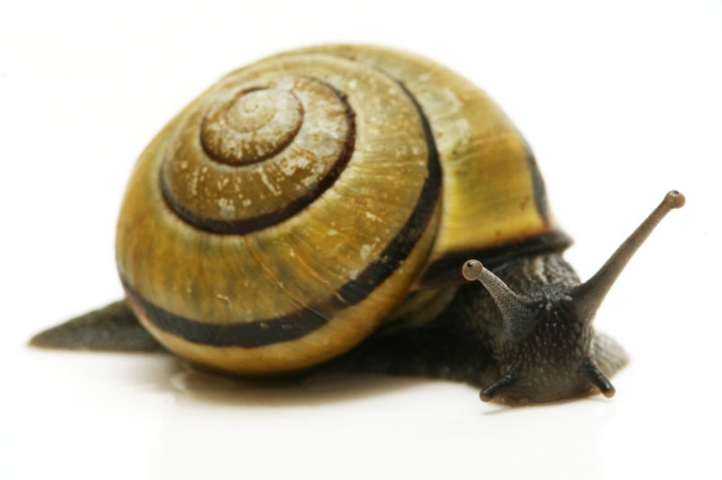 Zanzibar Snails - KRAKKATOWIAK Zanzibar Snails - KRAKKATOWIAK