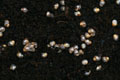 Lissachatina fulica Madagascar typ 1