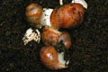 Archachatina marginata cf. suturalis Nigeria typ 3 silver body