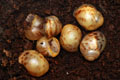 Archachatina marginata ssp. Cameroon 6