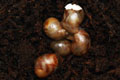 Archachatina papyracea Nigeria F3