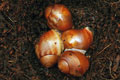 Archachatina purpurea Quinea albino body