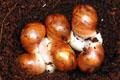Archachatina purpurea Quinea albino body