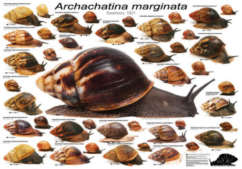 Plakát forem druhu Archachatina marginata.