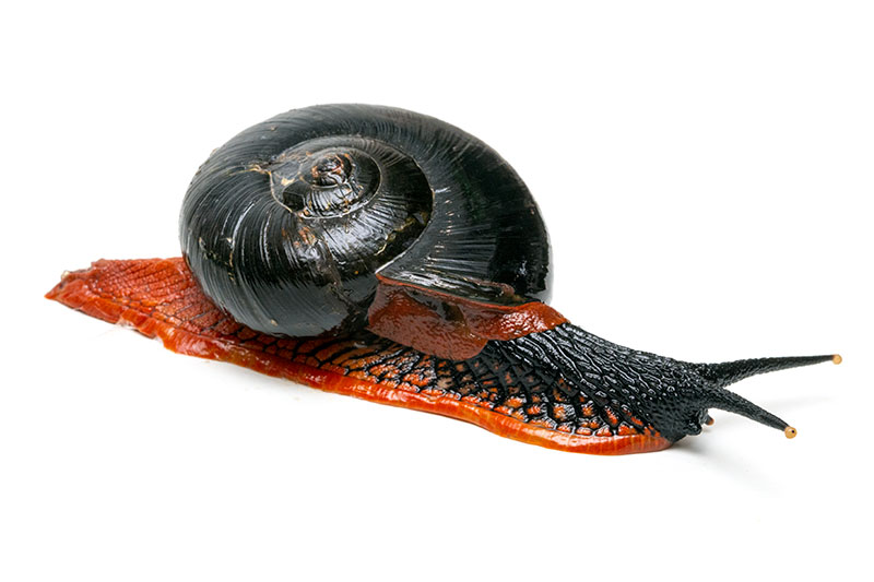 WildAware - The Fire Snail is one of the rarest snail species in the world.   The largest native land snail in Peninsular Malaysia, the platymma  tweediei, is known for its distinct