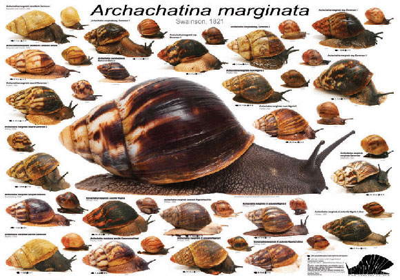 Poster Archachatina marginata