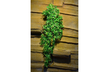 Plastová rostlina Bolivian Croton velká