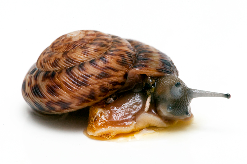 Featured image of post Land Snails For Sale Canada