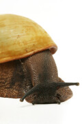Gallery of genus Archachatina