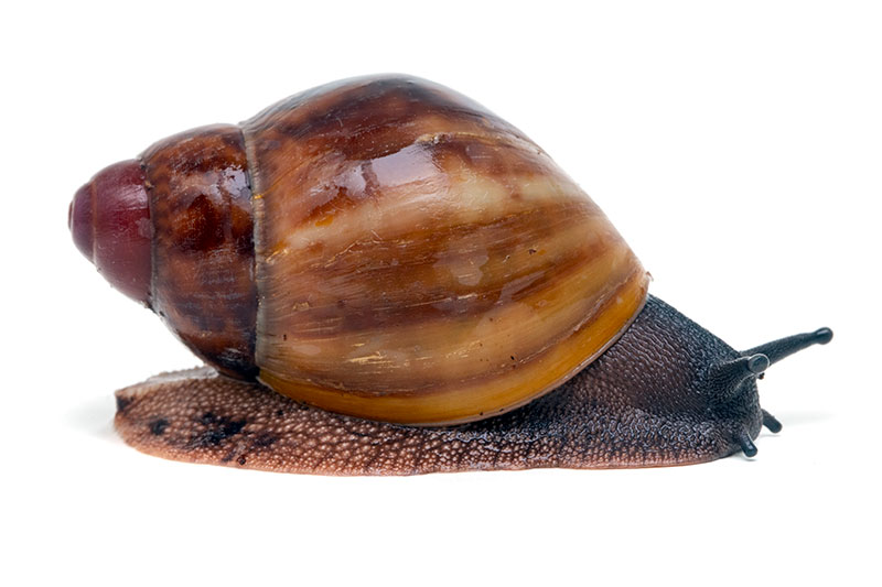 Snails of form Archachatina marginata ssp. Ikom, Nigeria for sale