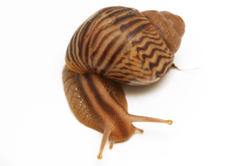 snail ahain varicoza