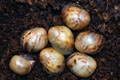 Archachatina marginata ssp. Cameroon 6