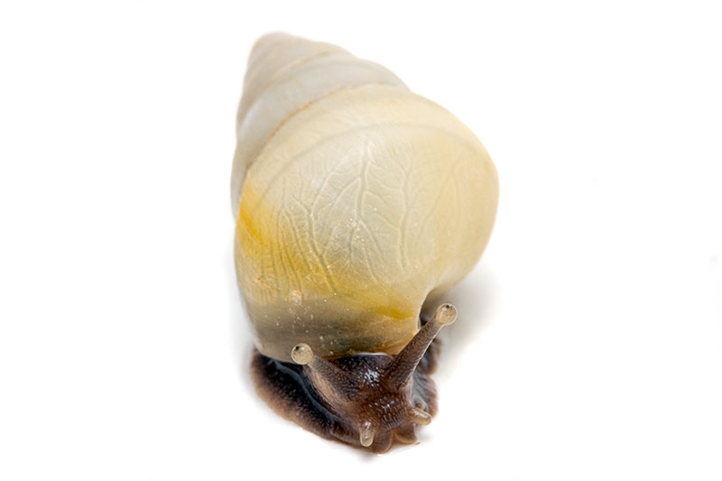 Snails of form Limicolaria aethiops Nigeria albino shell for sale