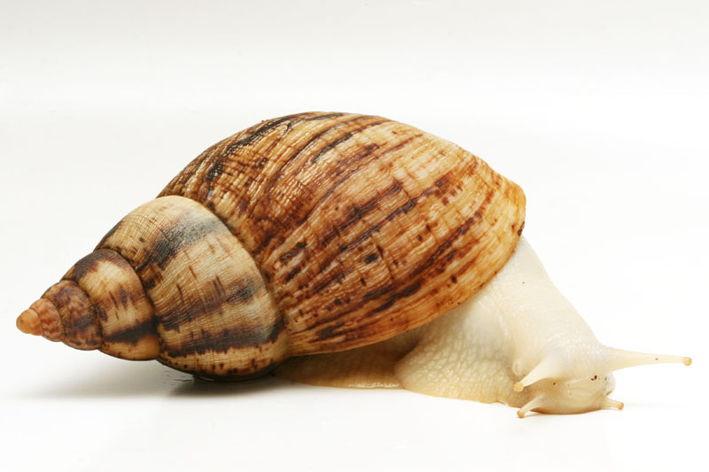 Snails of form Lissachatina reticulata albino body for sale