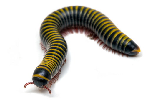 Millipedes of form Anadenobolus monilicornis Caribbean for sale