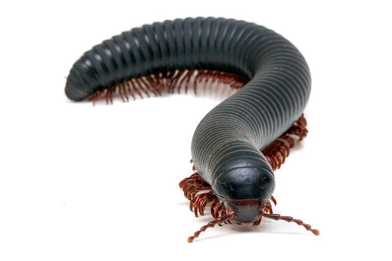 Millipedes of form Mardonius parilis parilis Cameroon for sale