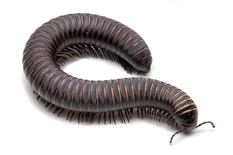 Millipedes of family Spirostreptidae for sale