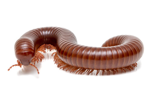 Millipedes of form Ophistreptus guineensis Benin for sale