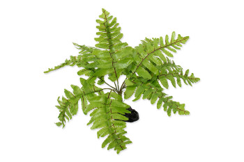 Artificial Nephrolepis fern plant