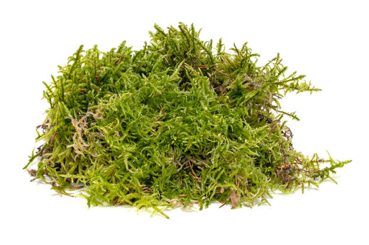 Terrarium Moss 2.5 l