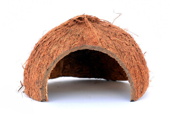 Coconut shell with opening