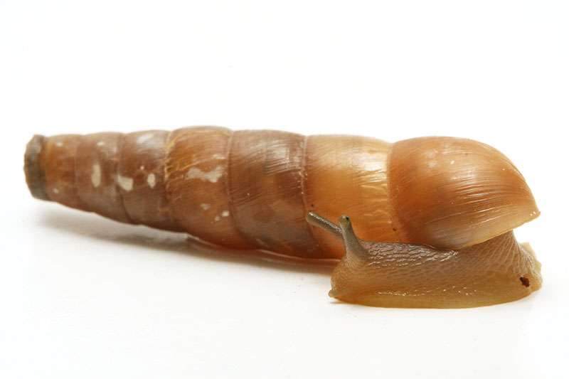 Snails of form Rumina saharica Rhodos for sale