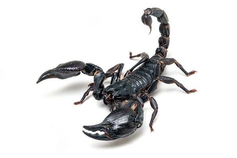 Scorpions of family Scorpionidae for sale