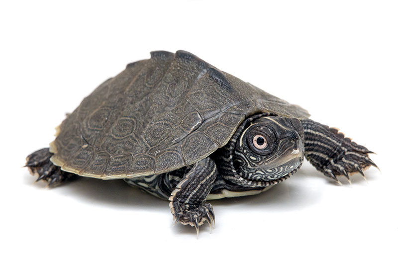 Turtles of family Emydidae for sale