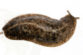 Veronicella sp. Tobago adult, 10 cm