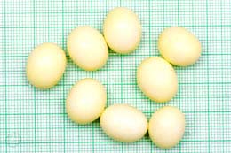 Archachatina marginata eduardi vejce