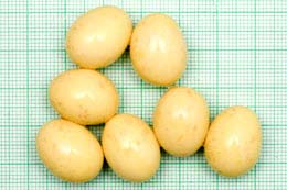 Archachatina puylaerti vejce