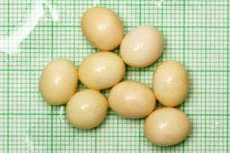 Archachatina sp. Lagos vejce